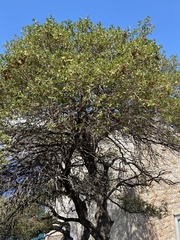 Quercus coccifera