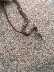 Coluber constrictor flaviventris