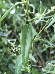 Atriplex patula