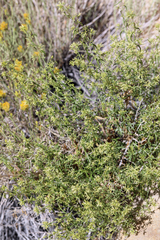 Brickellia longifolia multiflora