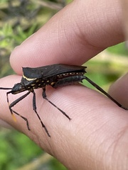 Leptoglossus gonagra