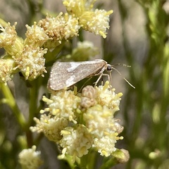 Cisthene liberomacula