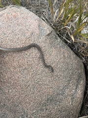 Coluber constrictor flaviventris