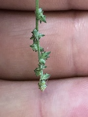 Atriplex patula