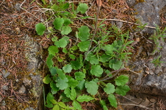 Heuchera cylindrica