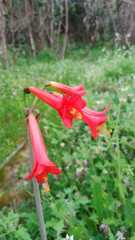 Phycella cyrtanthoides