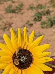 Bombyliidae