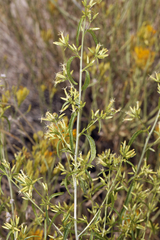 Brickellia longifolia multiflora