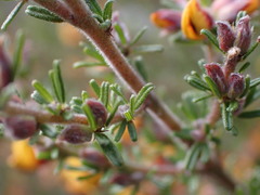 Pultenaea cinerascens