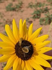 Bombyliidae