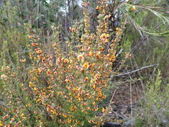 Pultenaea cinerascens