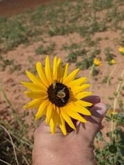 Bombyliidae