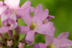 Glandularia laciniata