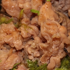 Clavulina vinaceocervina