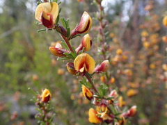 Pultenaea cinerascens