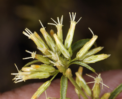 Brickellia longifolia multiflora