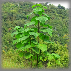 Paulownia