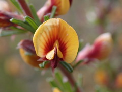 Pultenaea cinerascens