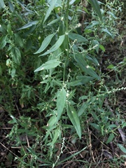 Atriplex patula