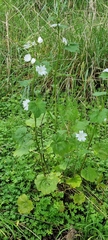 Malva