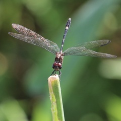 Dythemis velox