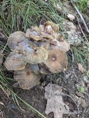 Physalacriaceae