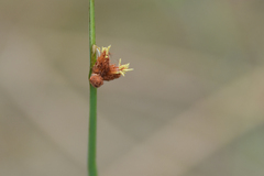 Schoenoplectus acutus