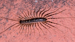 Scutigeromorpha