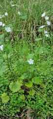 Malva