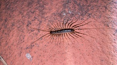 Scutigeromorpha