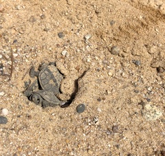 Malaclemys terrapin