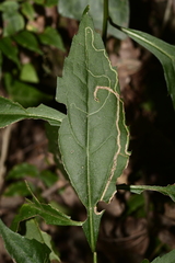 Agromyzidae
