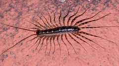 Scutigeromorpha