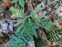 Sceptridium dissectum