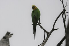 Melopsittacus undulatus