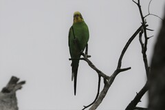 Melopsittacus undulatus
