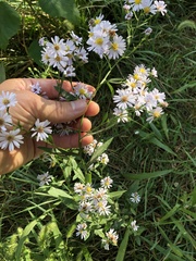 Symphyotrichum