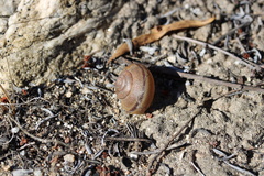 Helminthoglypta tudiculata