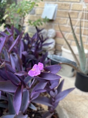 Tradescantia pallida