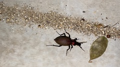 Carabus smaragdinus