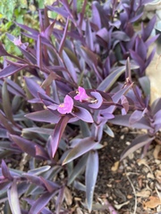 Tradescantia pallida