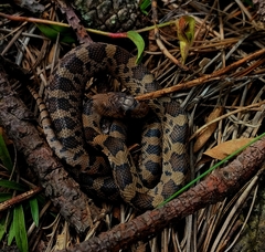 Pituophis deppei