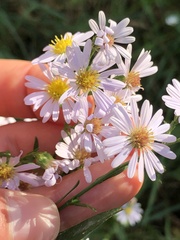 Symphyotrichum