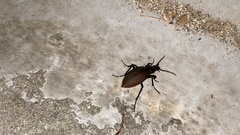 Carabus smaragdinus