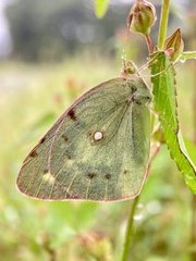 Colias poliographus