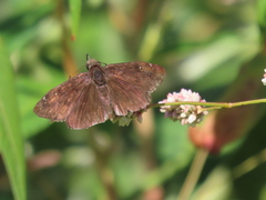 Erynnis tristis