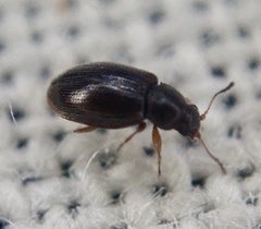Corticariinae