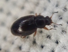 Corticariinae