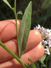 Symphyotrichum