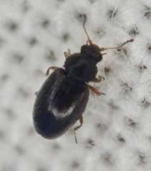 Corticariinae